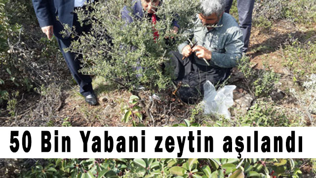 Yabani-zeytin