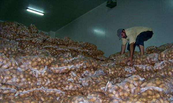 patates