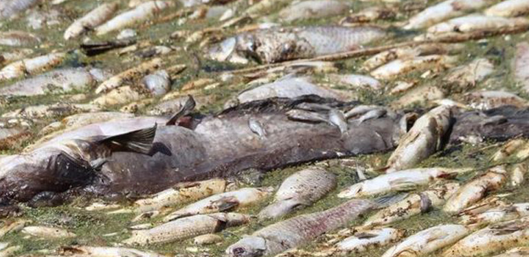 Asi Nehri'nde Toplu Balık Ölümleri--