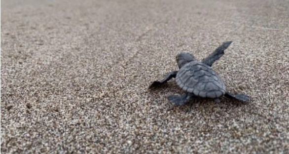 Deniz Kaplumbağalarının Korunması İçin Kumsallara Giriş Yasaklandı